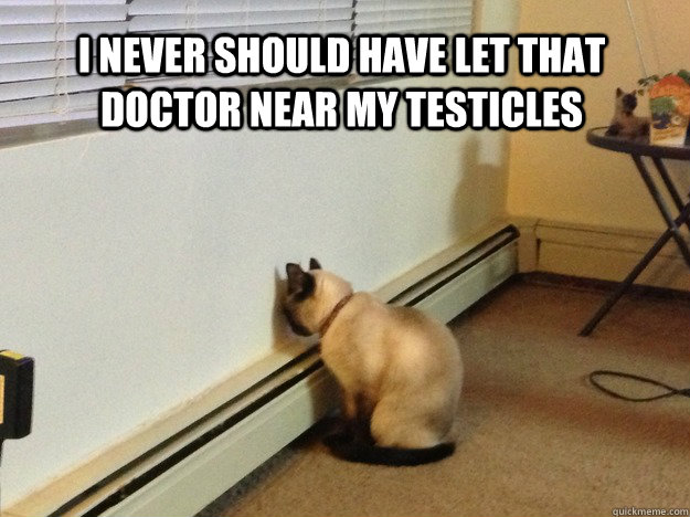 i never should have let that doctor near my testicles - i never should have let that doctor near my testicles  Regret Cat