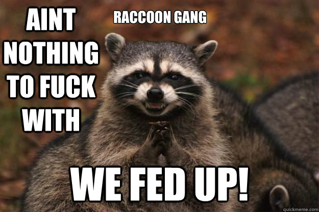 RACCOON GANG WE FED UP! Aint nothing to fuck with  - RACCOON GANG WE FED UP! Aint nothing to fuck with   Evil Plotting Raccoon