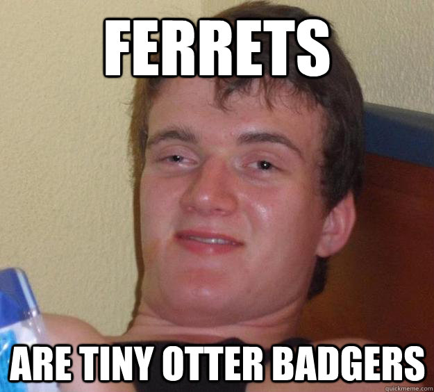 Ferrets Are tiny otter badgers - Ferrets Are tiny otter badgers  10 Guy