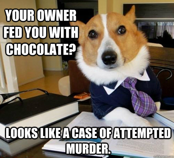 Your owner fed you with chocolate? Looks like a case of attempted murder.  Lawyer Dog