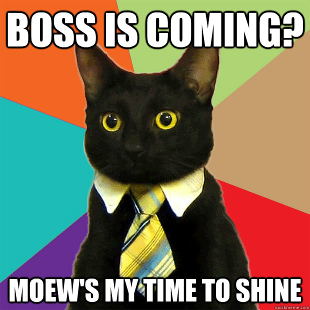 Boss is coming? moew's my time to shine  Business Cat