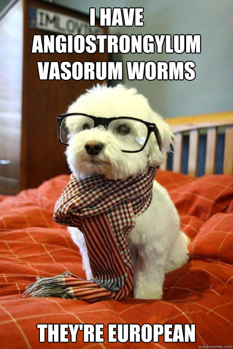 I HAVE ANGIOSTRONGYLUM VASORUM WORMS THEY'RE EUROPEAN  Hipster Dog