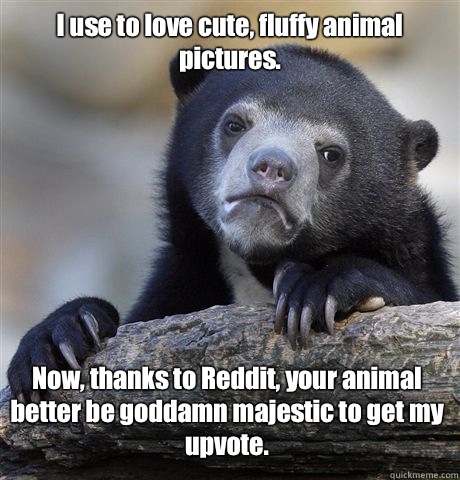 I use to love cute, fluffy animal pictures. Now, thanks to Reddit, your animal better be goddamn majestic to get my upvote. - I use to love cute, fluffy animal pictures. Now, thanks to Reddit, your animal better be goddamn majestic to get my upvote.  Confession Bear