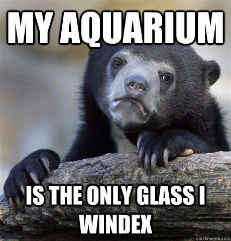 My aquarium Is the only glass i windex - My aquarium Is the only glass i windex  Confession Bear