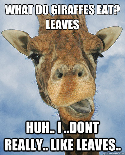 What do giraffes eat?
Leaves Huh.. i ..dont really.. like leaves.. - What do giraffes eat?
Leaves Huh.. i ..dont really.. like leaves..  Bad Sarcasm Giraffe