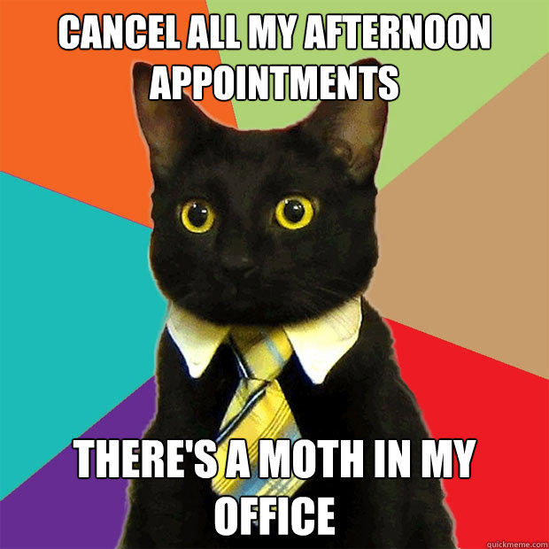 Cancel all my afternoon appointments There's a moth in my office - Cancel all my afternoon appointments There's a moth in my office  Business Cat