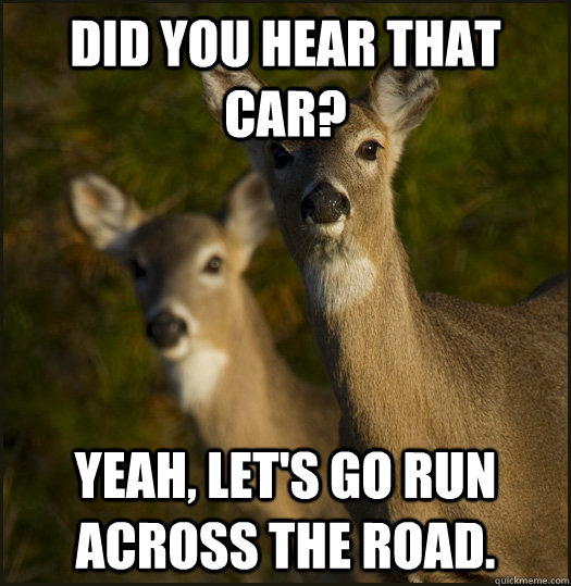 Did you hear that car? Yeah, let's go run across the road.  curious deer