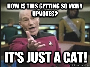 How is this getting so many upvotes? It's just a cat!  Annoyed Picard