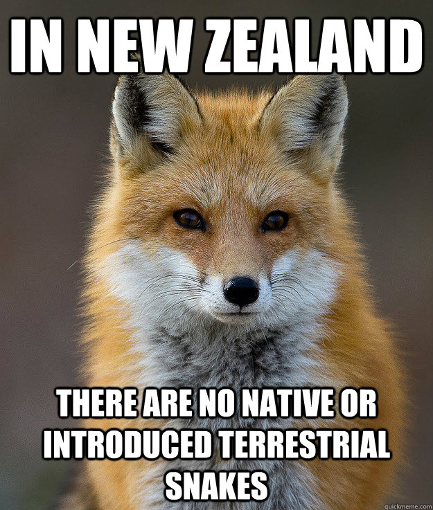 In New Zealand there are no native or introduced terrestrial snakes  Fun Fact Fox