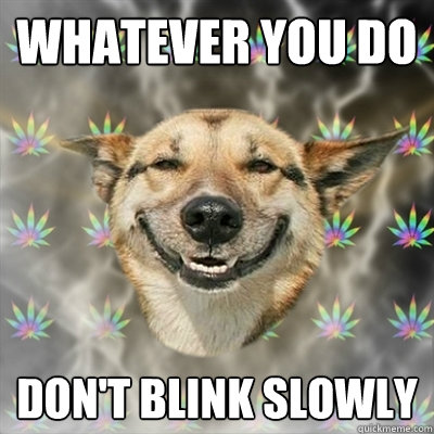 WHATEVER YOU DO DON'T BLINK SLOWLY  Stoner Dog