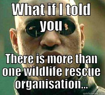 Wildlife Rescue - WHAT IF I TOLD YOU THERE IS MORE THAN ONE WILDLIFE RESCUE ORGANISATION... Matrix Morpheus