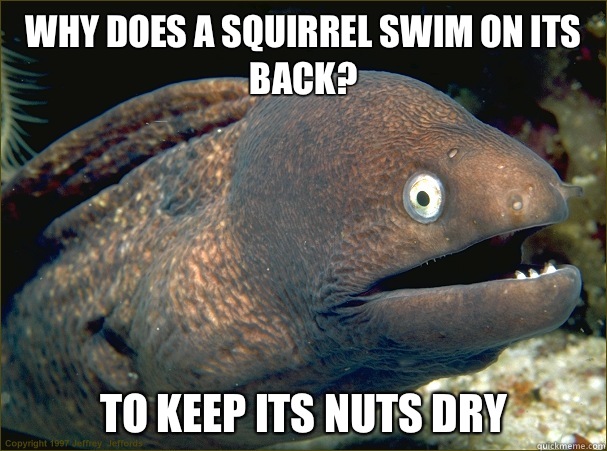 Why does a squirrel swim on its back?  To keep its nuts dry - Why does a squirrel swim on its back?  To keep its nuts dry  Bad Joke Eel