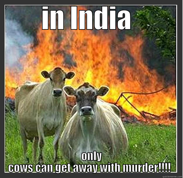   IN INDIA     ONLY COWS CAN GET AWAY WITH MURDER!!!!  Evil cows