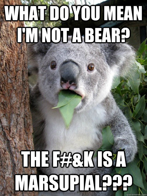 What do you mean i'm not a bear? the f#&k is a marsupial???  