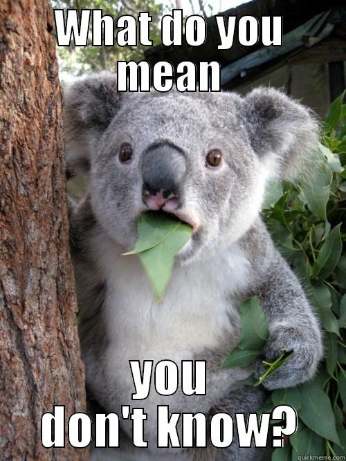 WHAT DO YOU MEAN YOU DON'T KNOW? koala bear