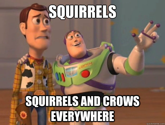 squirrels squirrels and crows everywhere  Toy Story