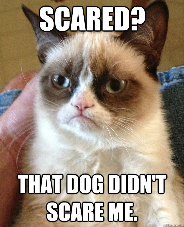 Scared? That dog didn't scare me.   Grumpy Cat