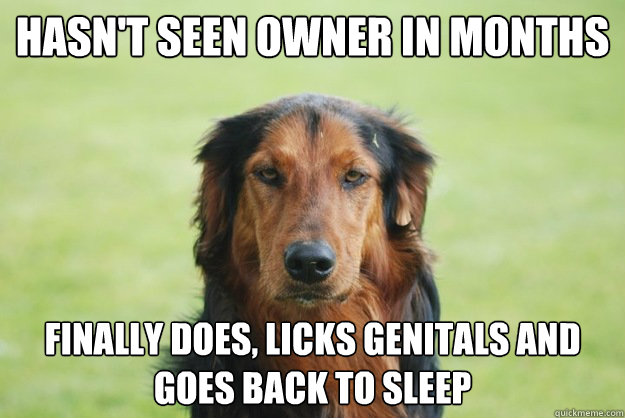 Hasn't seen owner in months Finally does, licks genitals and goes back to sleep  