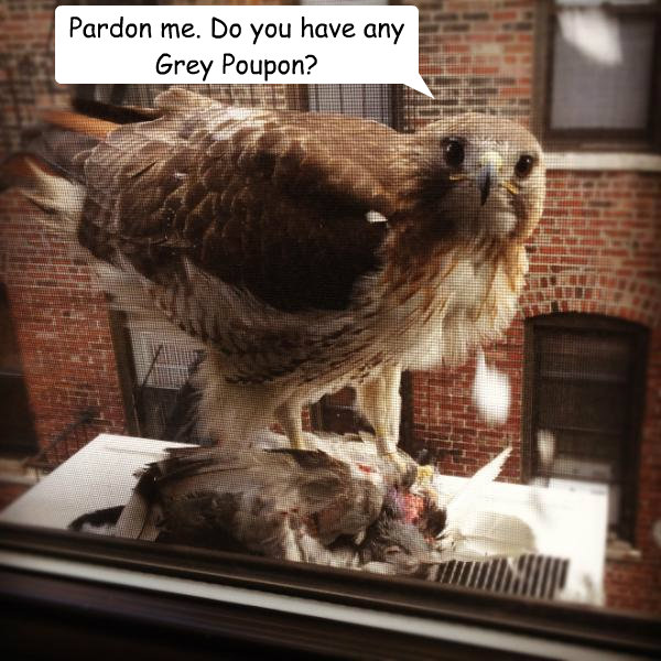 pardon-me-do-you-have-any-grey-poupon-polite-hawk-eats-pigeon