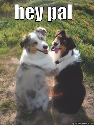 Dog Pals -     HEY PAL        Misc