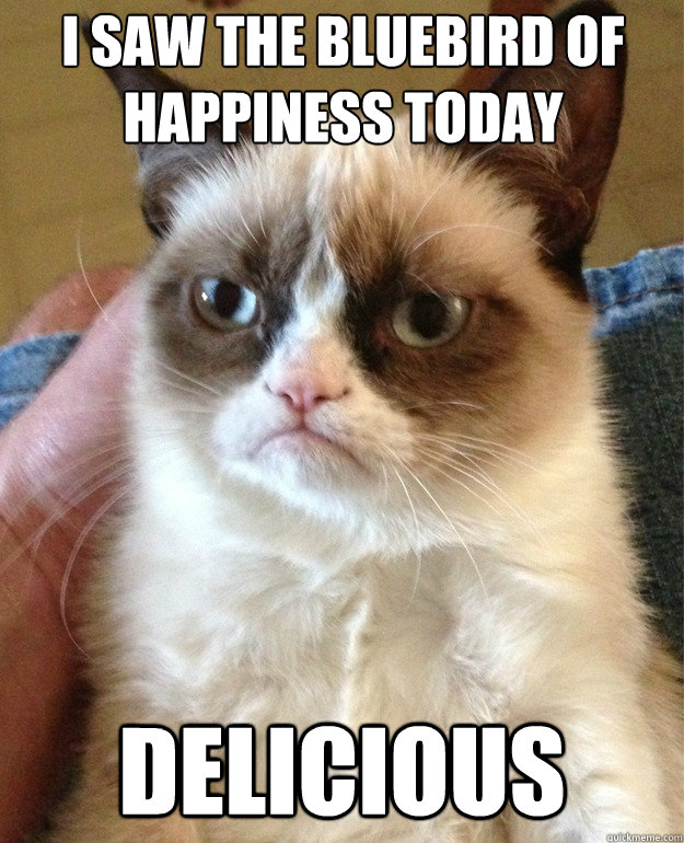 I saw the bluebird of
Happiness today Delicious  Grumpy Cat