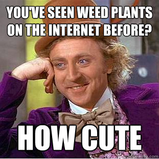 you've seen weed plants on the internet before? how cute  Creepy Wonka