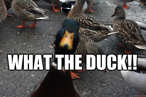 What the Duck!!   In yo face Duck