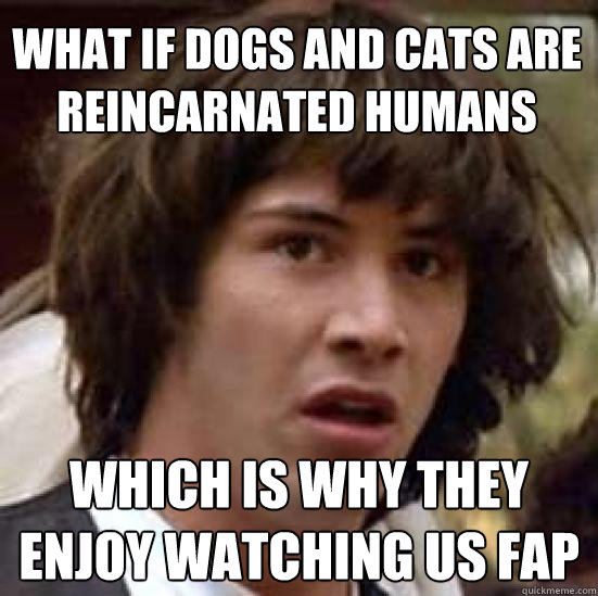 what if dogs and cats are reincarnated humans which is why they enjoy watching us fap - what if dogs and cats are reincarnated humans which is why they enjoy watching us fap  conspiracy keanu