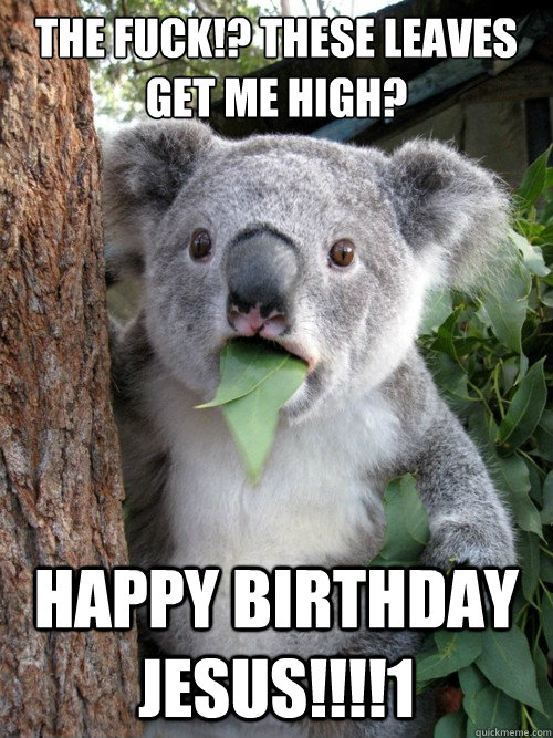 The fuck!? these leaves get me high? Happy birthday Jesus!!!!1 - The fuck!? these leaves get me high? Happy birthday Jesus!!!!1  koala bear