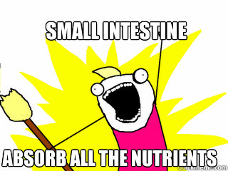 small intestine absorb all the nutrients - small intestine absorb all the nutrients  All The Things