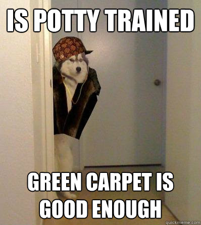 IS POTTY TRAINED GREEN CARPET IS GOOD ENOUGH  Scumbag dog