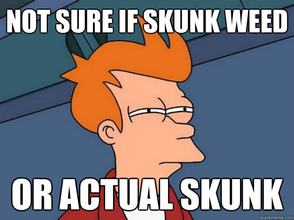 Not sure if skunk weed Or actual skunk  Futurama Fry