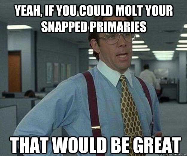 Yeah, if you could molt your snapped primaries That would be great  that would be great