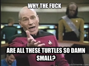 why the fuck are all these turtles so damn small?  Annoyed Picard