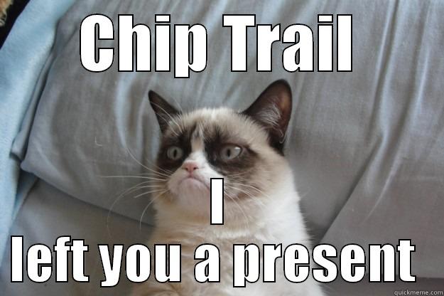 Grumpy UVIC Cat - CHIP TRAIL I LEFT YOU A PRESENT  Grumpy Cat