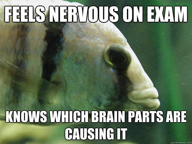 feels nervous on exam knows which brain parts are causing it  Premed Fish