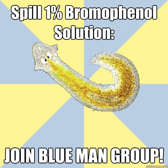 Spill 1% Bromophenol Solution: JOIN BLUE MAN GROUP!  Bio Major Planarian