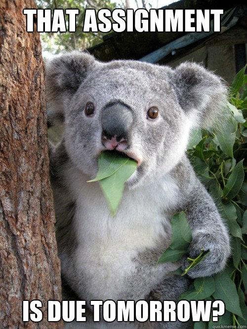 THAT ASSIGNMENT IS DUE TOMORROW? - THAT ASSIGNMENT IS DUE TOMORROW?  Shocked Koala