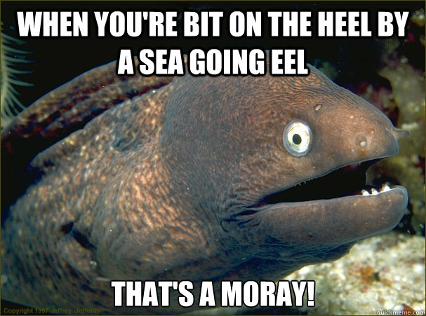 When you're bit on the heel by a sea going eel That's a moray!  Bad Joke Eel