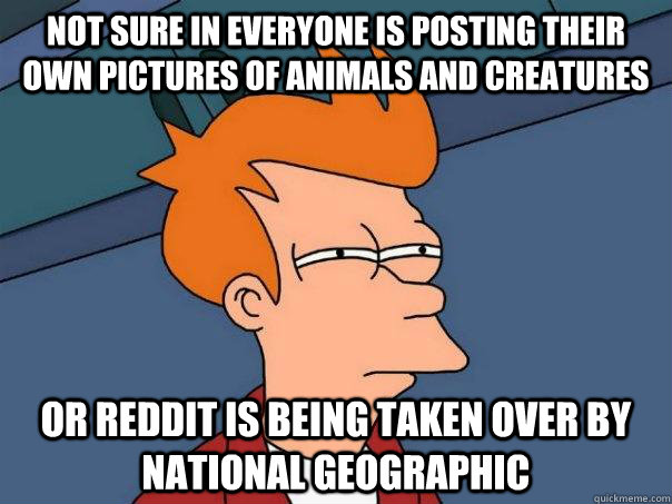 Not sure in everyone is posting their own pictures of animals and creatures Or reddit is being taken over by national geographic  Futurama Fry