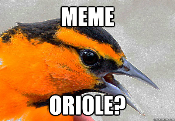 MEME ORIOLE? - MEME ORIOLE?  Thats Puntastic!