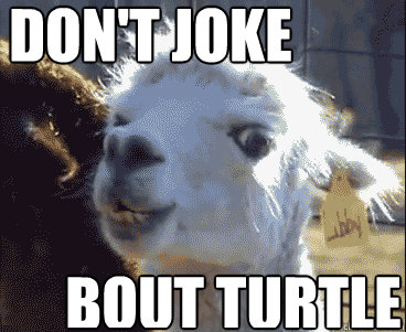 don't joke bout turtle  Disapproving Llama