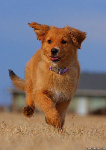 Screencap from Baywatch intro Cut because no one looked at the lifeguards  Ridiculously Photogenic Puppy