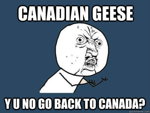 Canadian geese Y U NO go back to canada?  Y U No