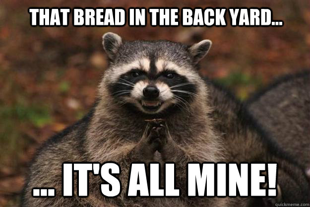 That bread in the back yard... ... it's all mine! - That bread in the back yard... ... it's all mine!  Evil Plotting Raccoon