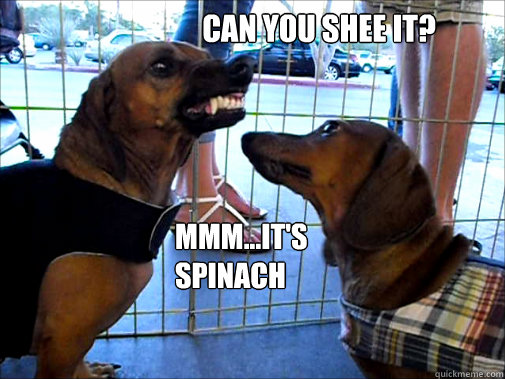 Can you shee it? mmm...it's spinach  dachshunds teeth