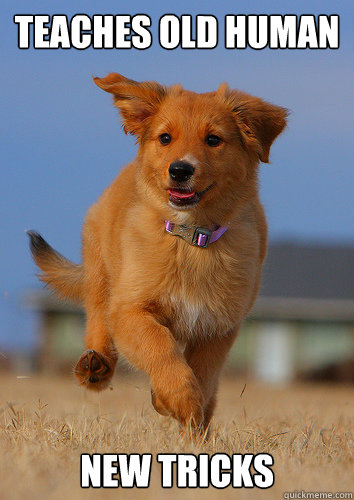 teaches old human new tricks  Ridiculously Photogenic Puppy