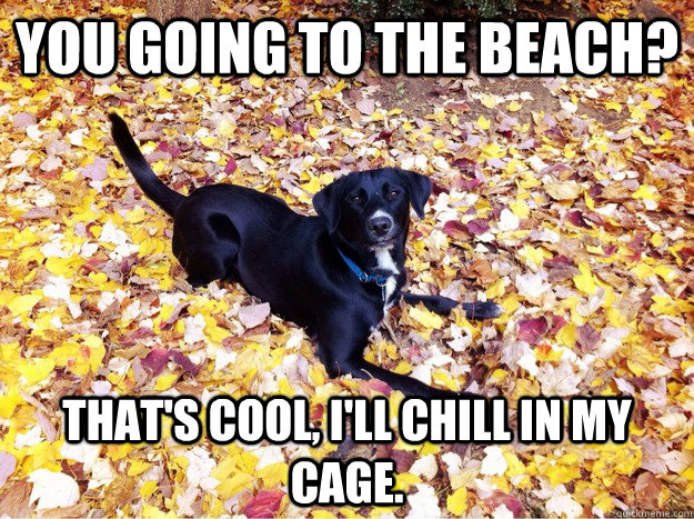 You going to the beach? That's cool, I'll chill in my cage. - You going to the beach? That's cool, I'll chill in my cage.  Guilt Giving Good Dog