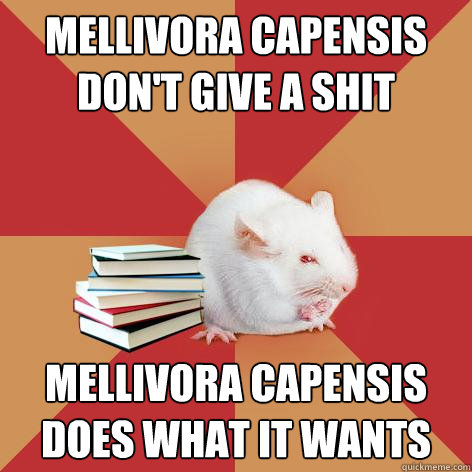 Mellivora capensis don't give a shit Mellivora capensis does what it wants  Science Major Mouse