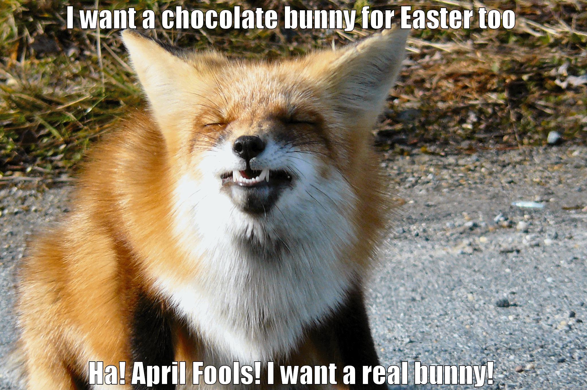 Cracked up fox - I WANT A CHOCOLATE BUNNY FOR EASTER TOO HA! APRIL FOOLS! I WANT A REAL BUNNY! Misc